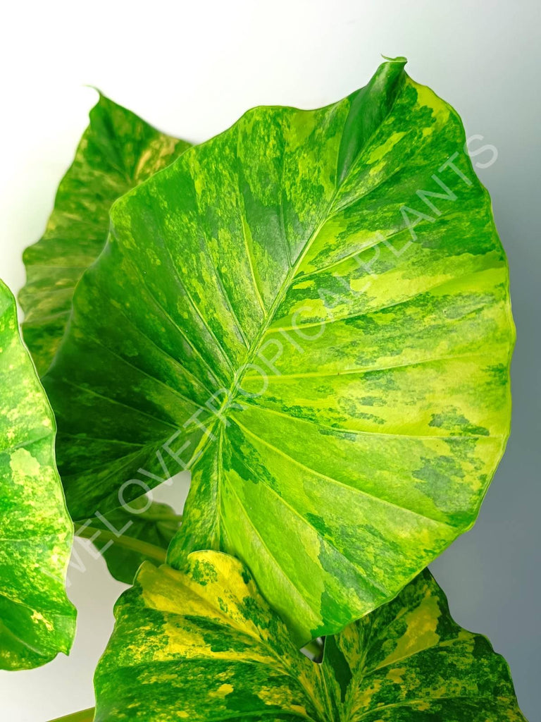 Alocasia odora gageana variegata aurea (mother plant)