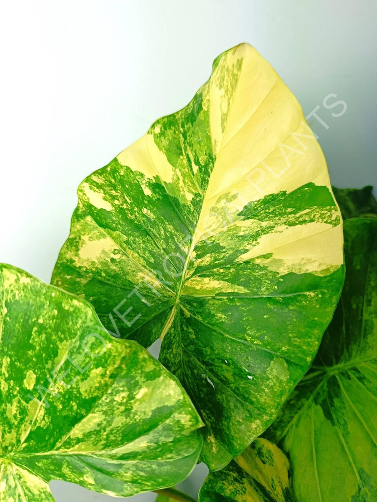 Alocasia odora gageana variegata aurea (mother plant)