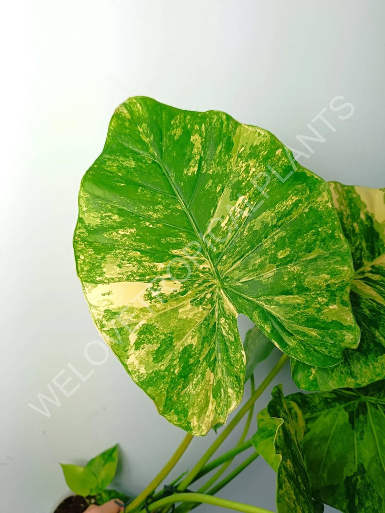 Alocasia odora gageana variegata aurea (mother plant)