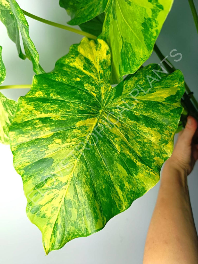 Alocasia odora gageana variegata aurea (mother plant)