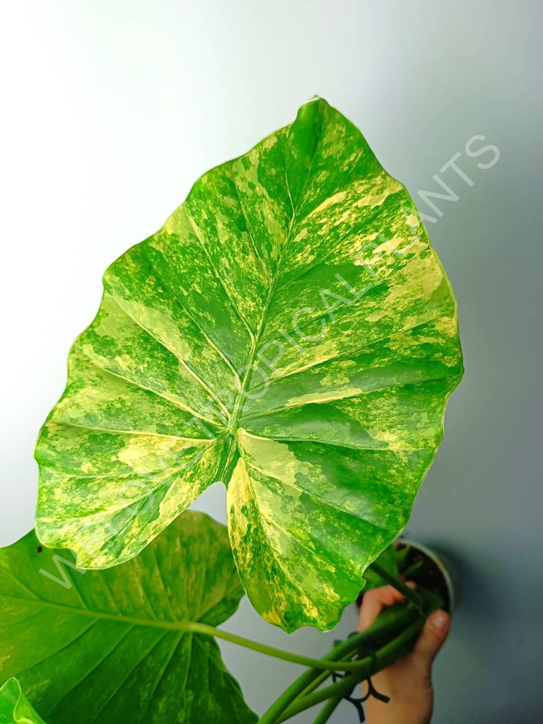 Alocasia odora gageana variegata aurea (mother plant)