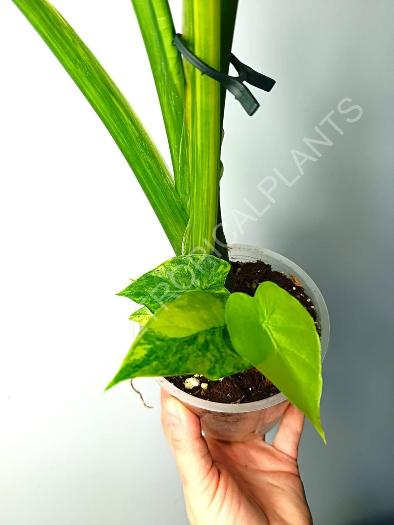 Alocasia odora gageana variegata aurea (mother plant)