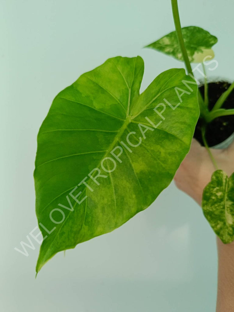 Alocasia odora gageana variegata aurea