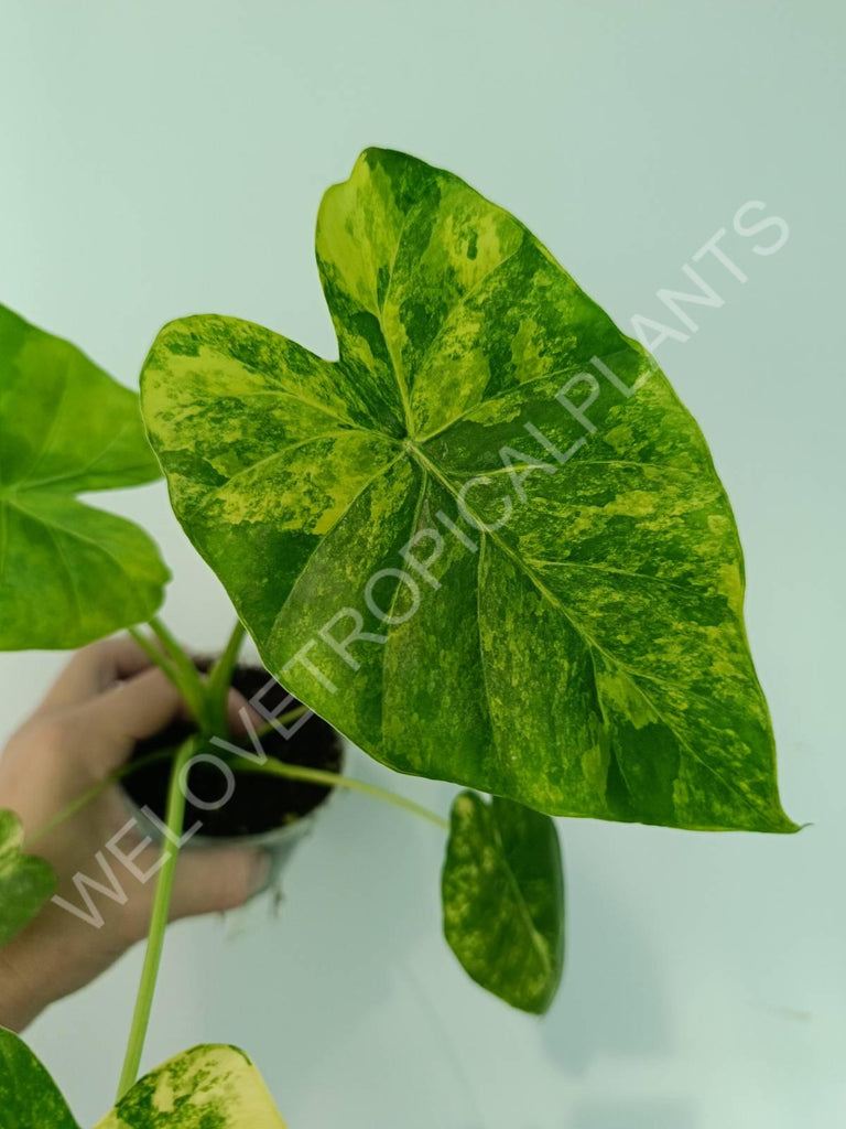 Alocasia odora gageana variegata aurea