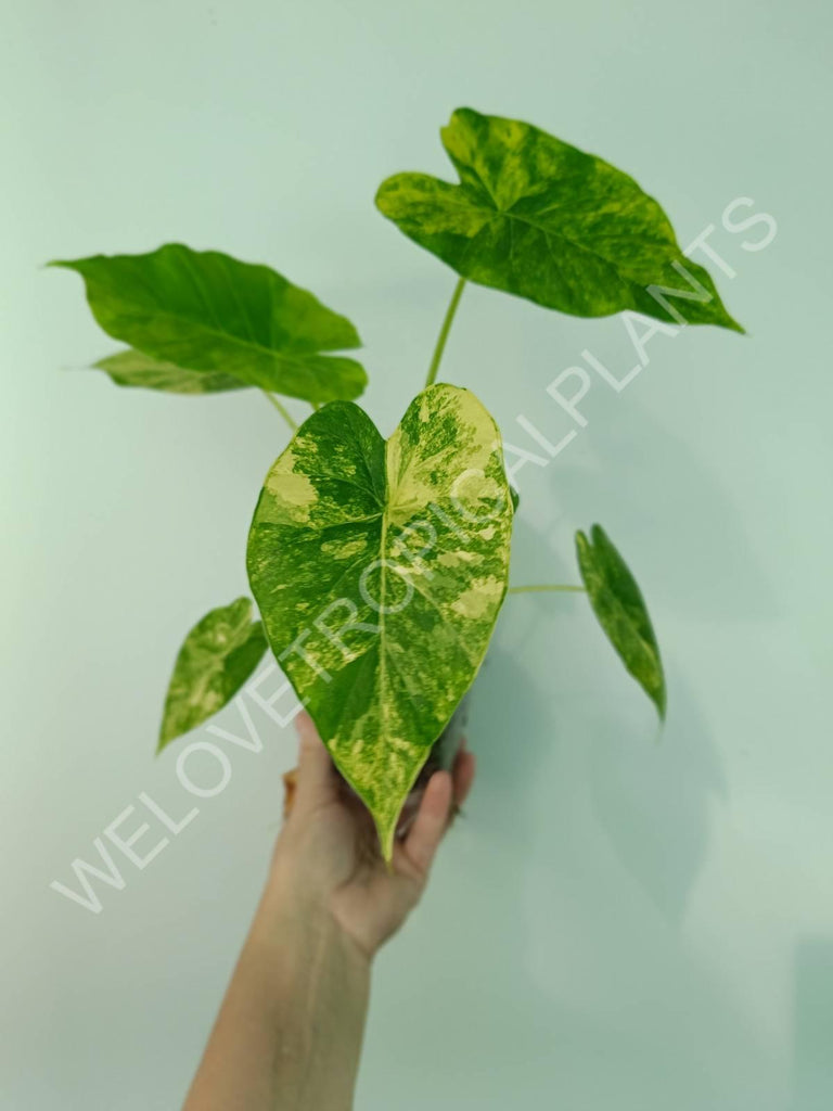 Alocasia odora gageana variegata aurea