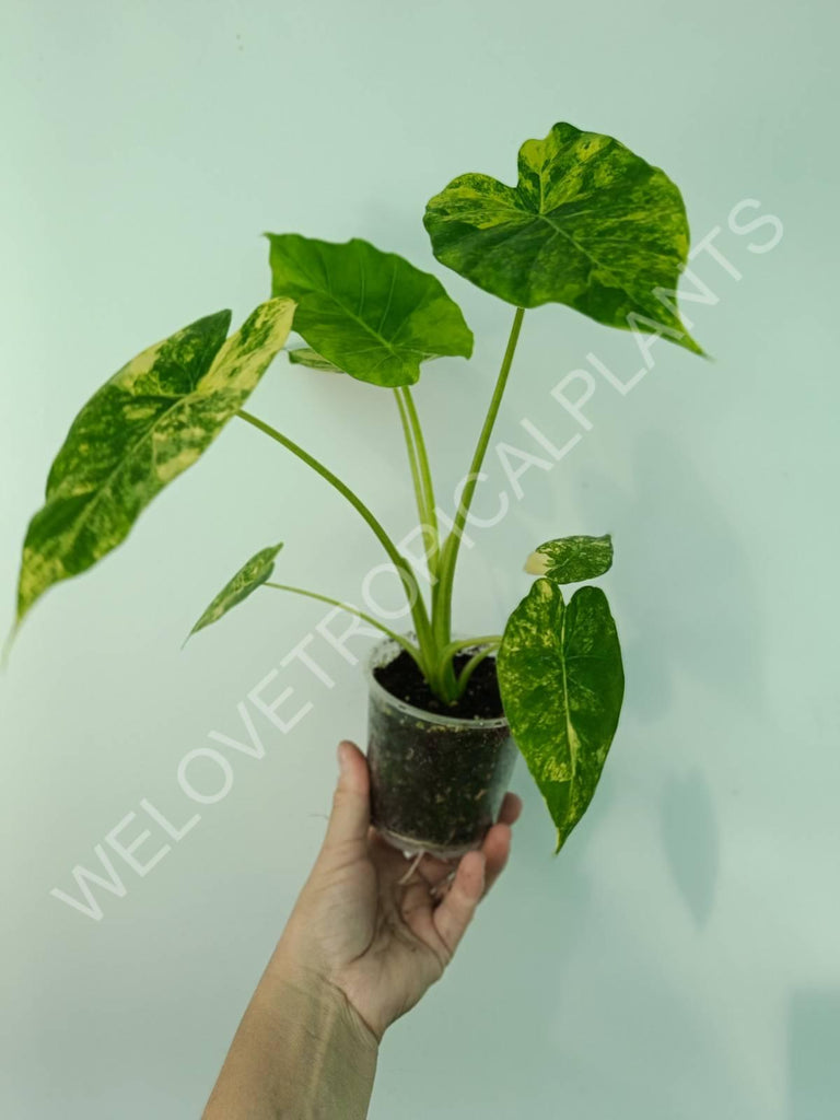 Alocasia odora gageana variegata aurea