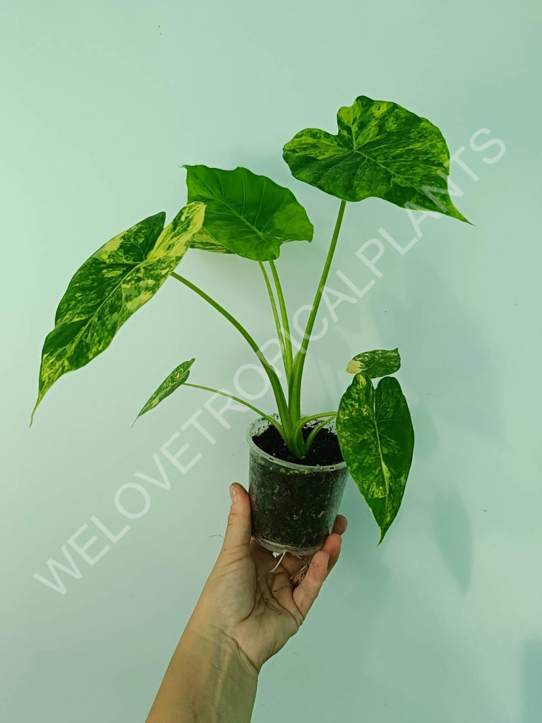 Alocasia odora gageana variegata aurea