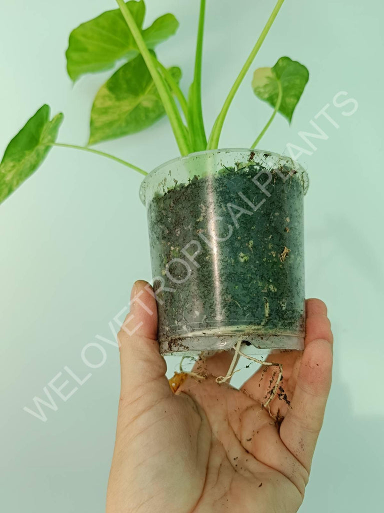 Alocasia odora gageana variegata aurea