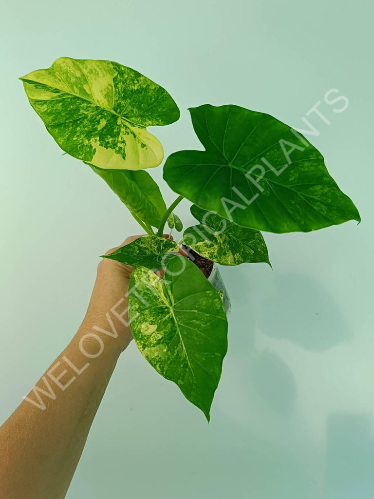 Alocasia odora gageana variegata aurea