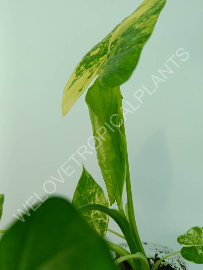 Alocasia odora gageana variegata aurea