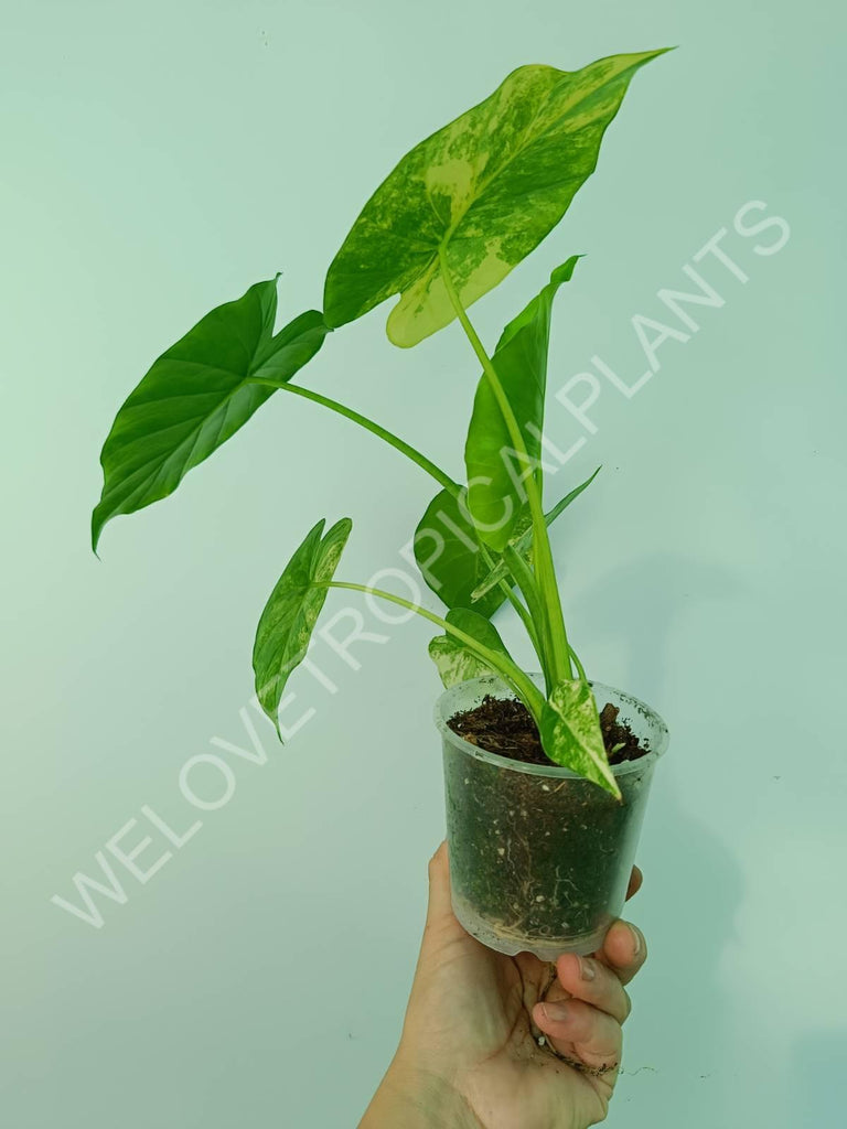 Alocasia odora gageana variegata aurea