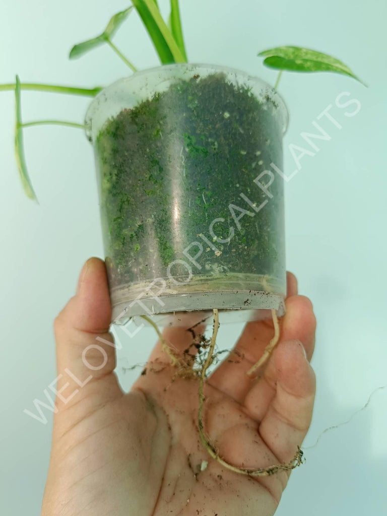 Alocasia odora gageana variegata aurea