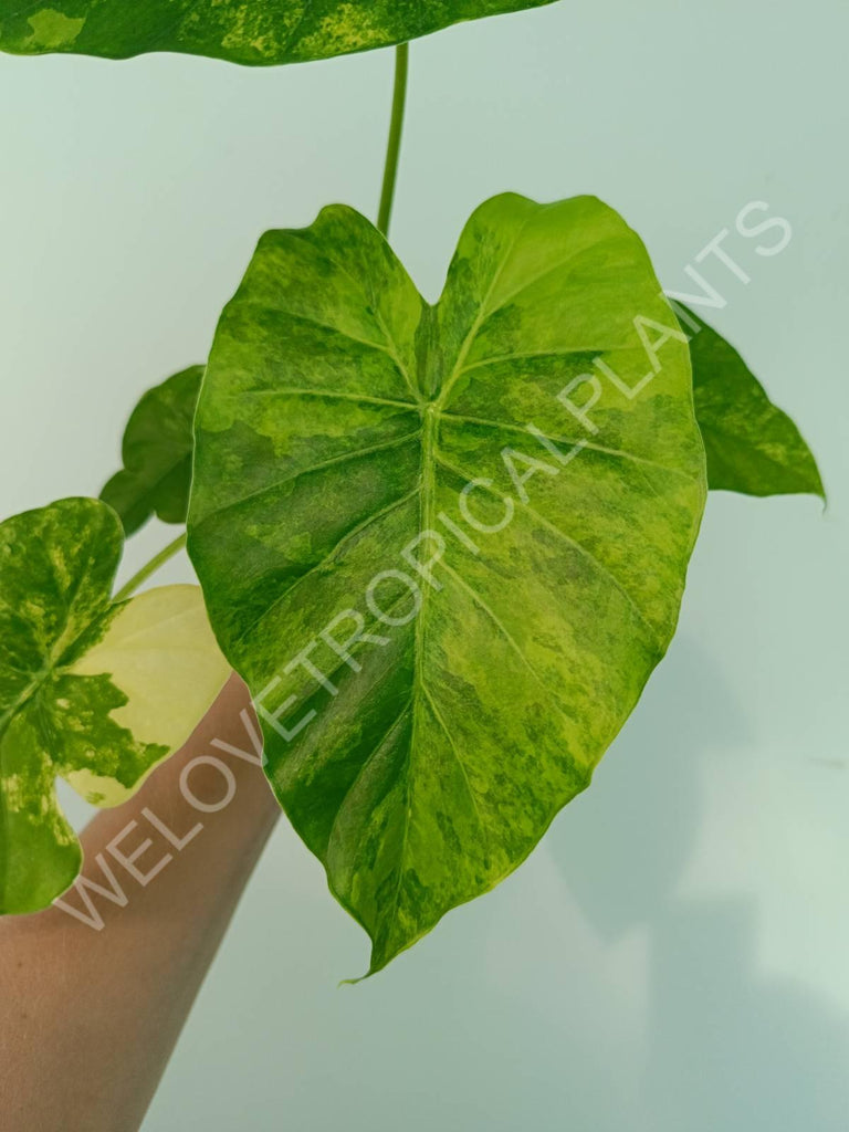 Alocasia odora gageana variegata aurea