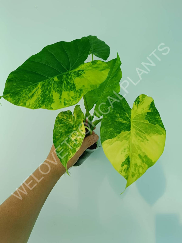 Alocasia odora gageana variegata aurea