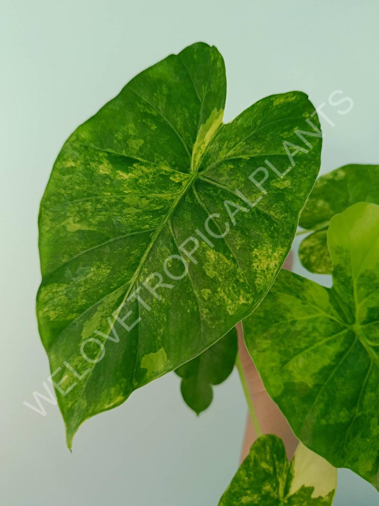 Alocasia odora gageana variegata aurea