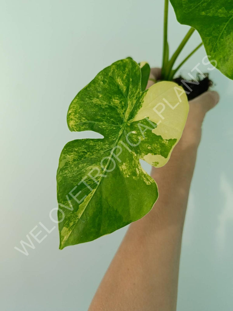 Alocasia odora gageana variegata aurea