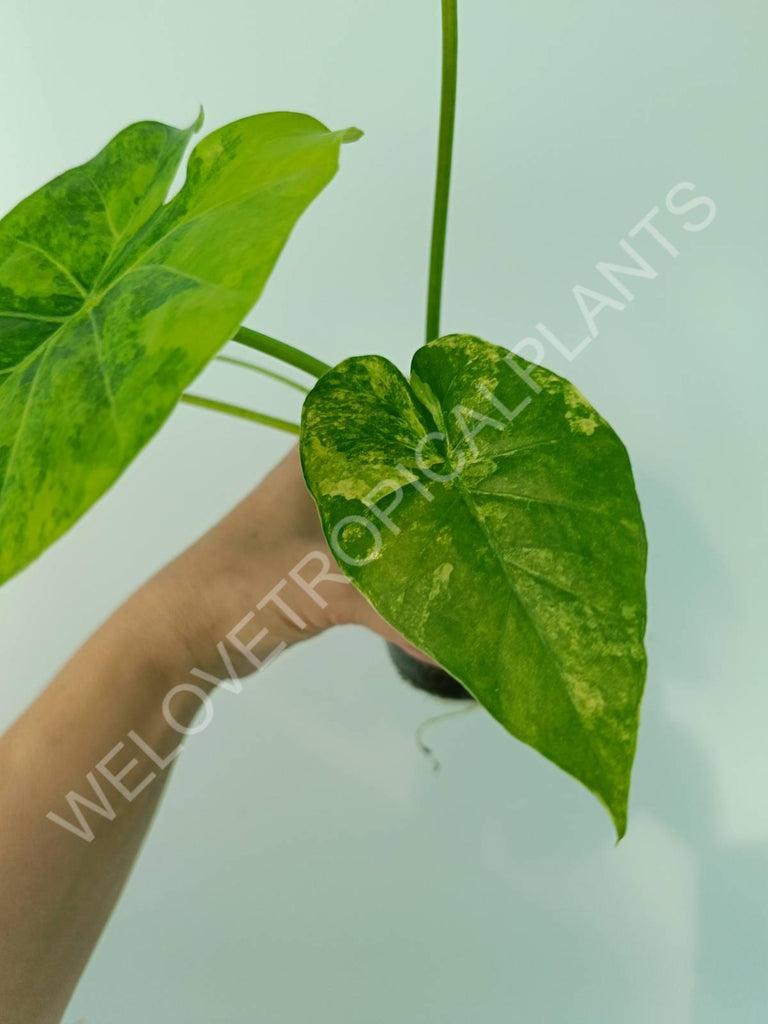 Alocasia odora gageana variegata aurea