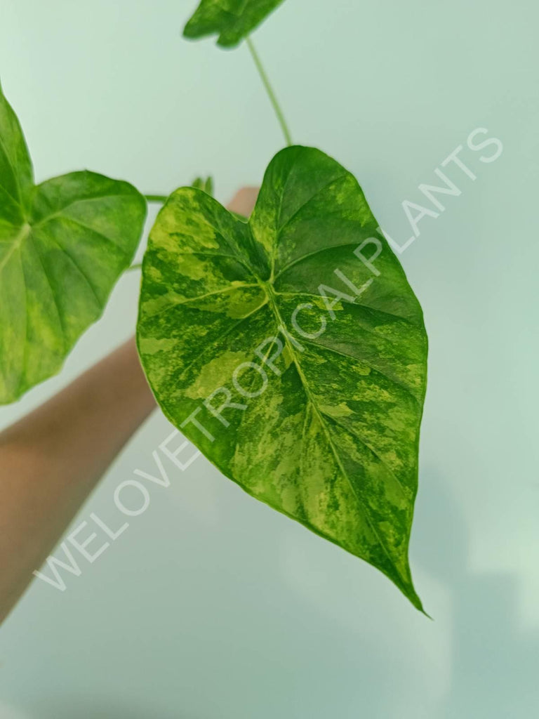 Alocasia odora gageana variegata aurea