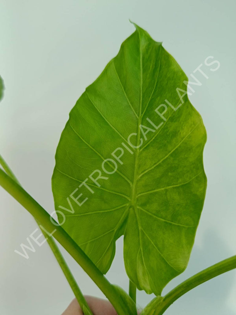 Alocasia odora gageana variegata aurea