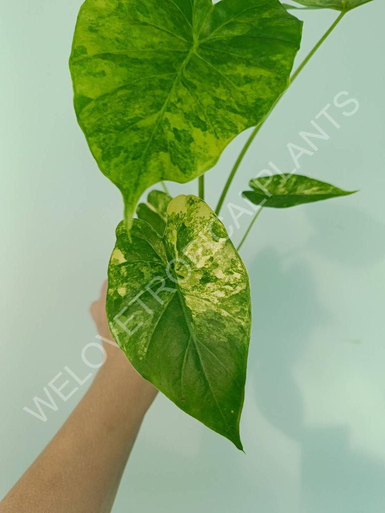 Alocasia odora gageana variegata aurea