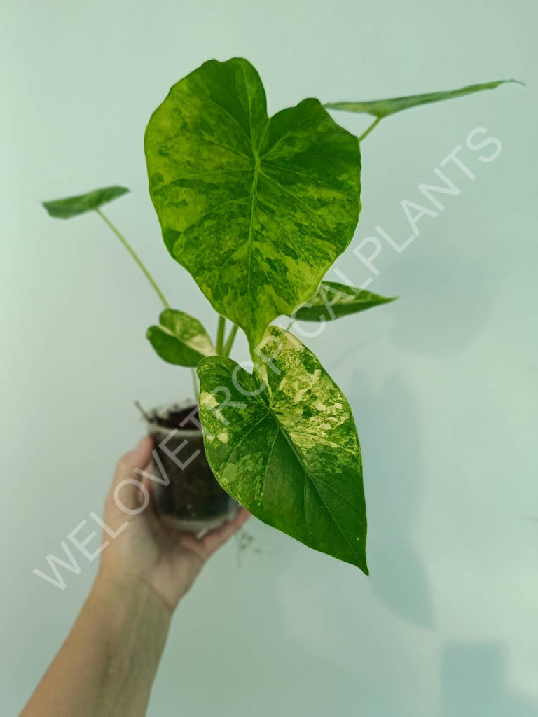 Alocasia odora gageana variegata aurea