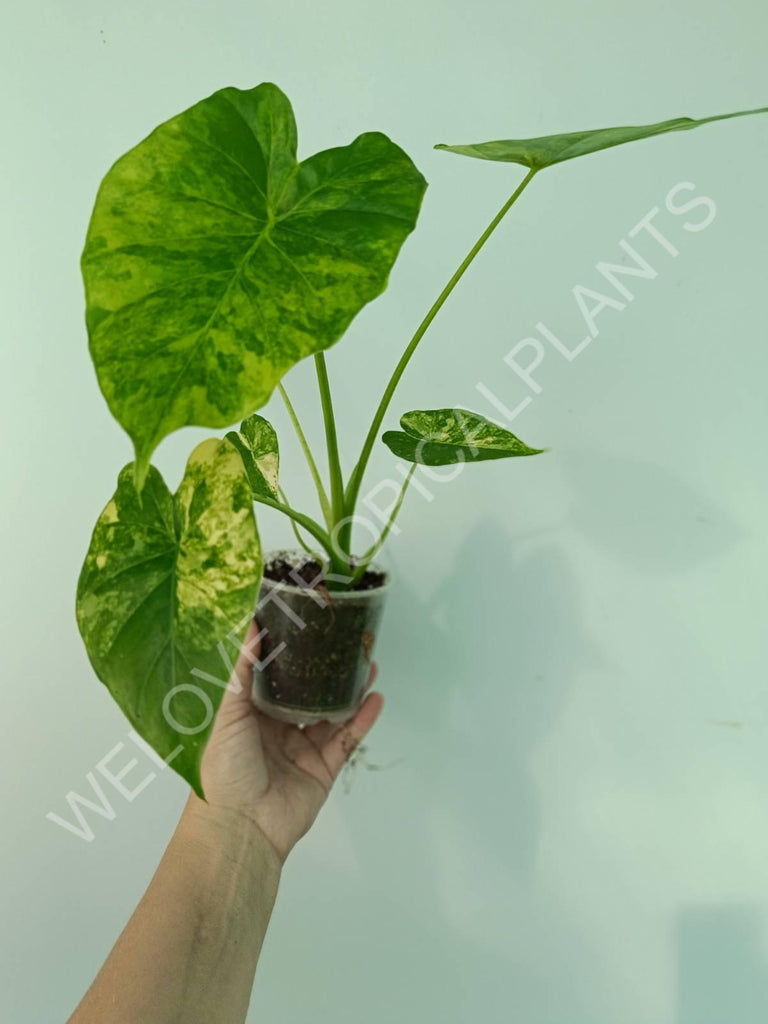 Alocasia odora gageana variegata aurea