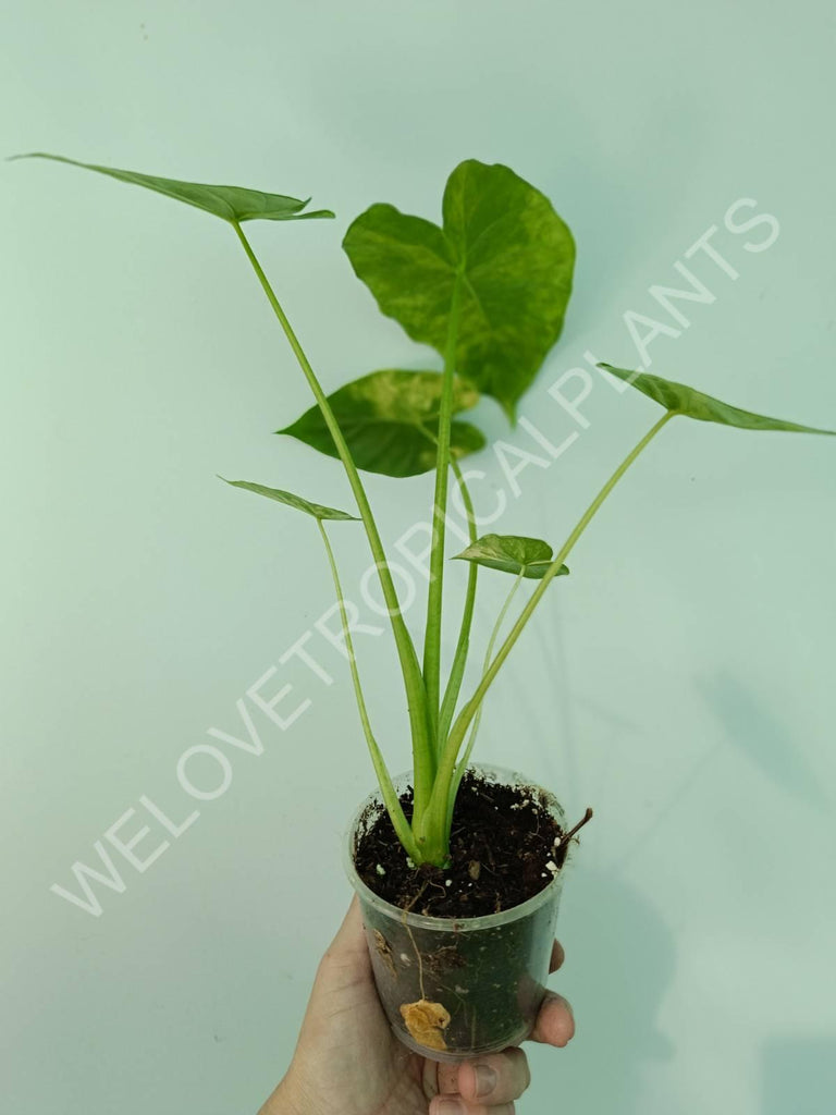 Alocasia odora gageana variegata aurea