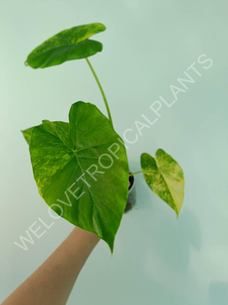 Alocasia odora gageana variegata aurea