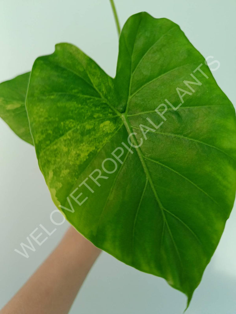 Alocasia odora gageana variegata aurea