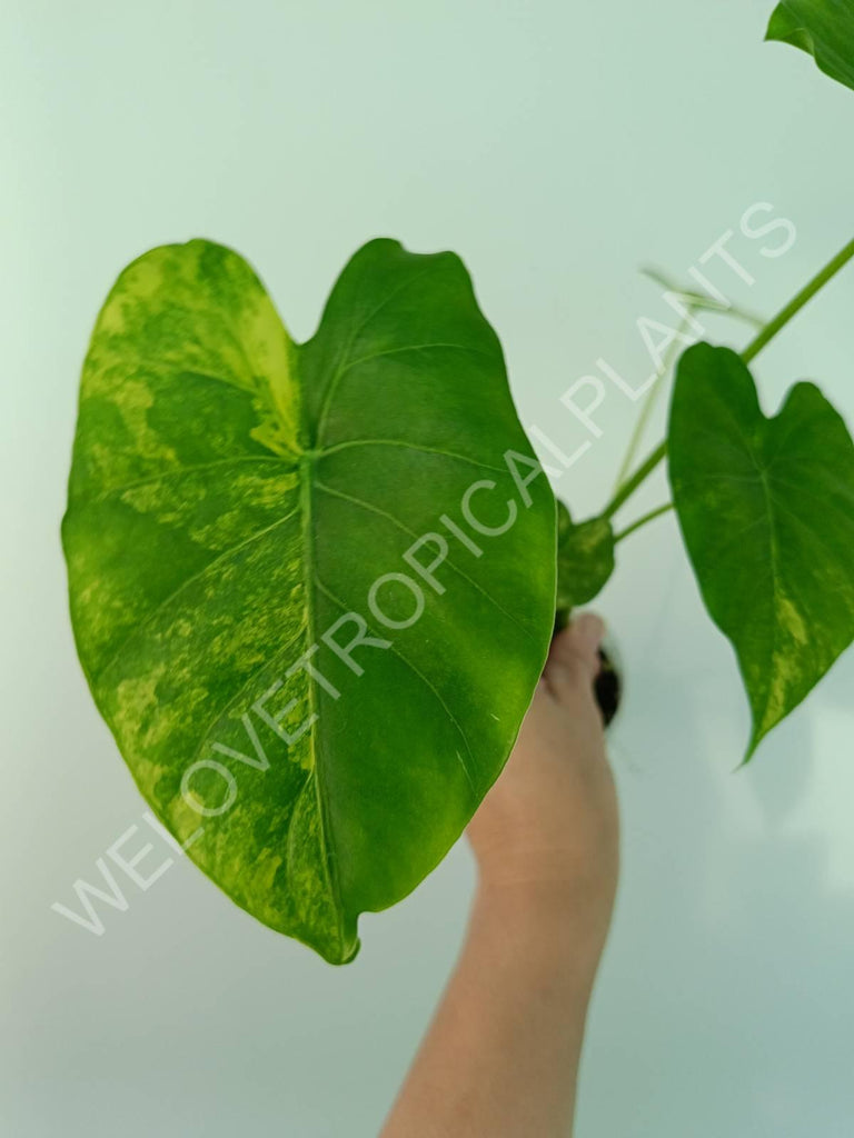 Alocasia odora gageana variegata aurea