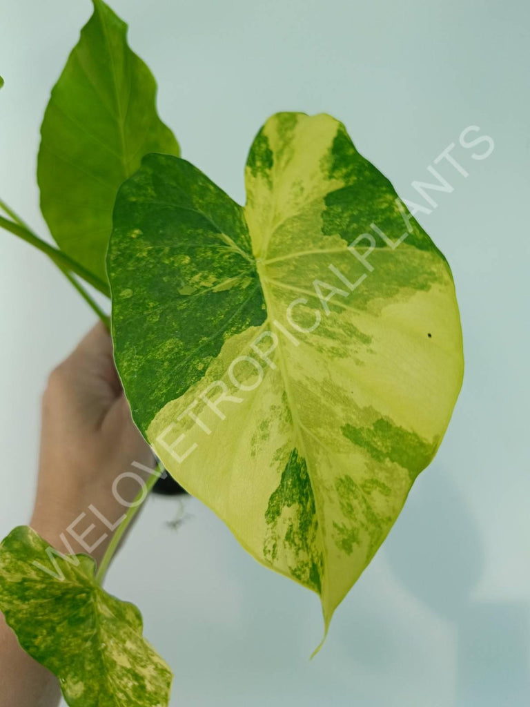 Alocasia odora gageana variegata aurea