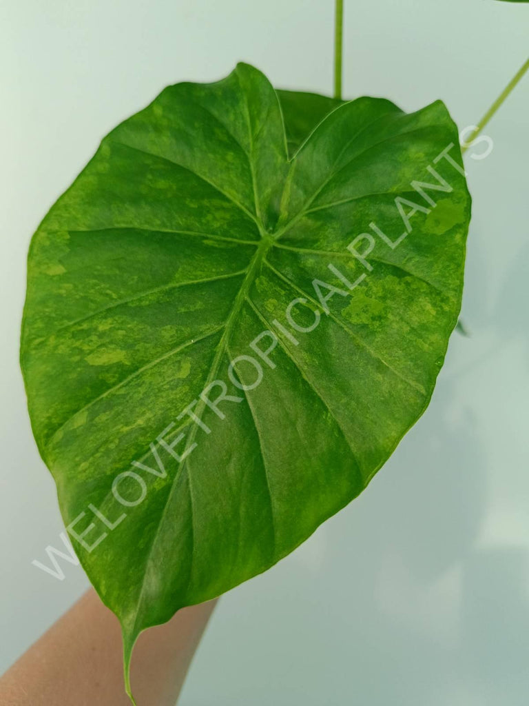 Alocasia odora gageana variegata aurea