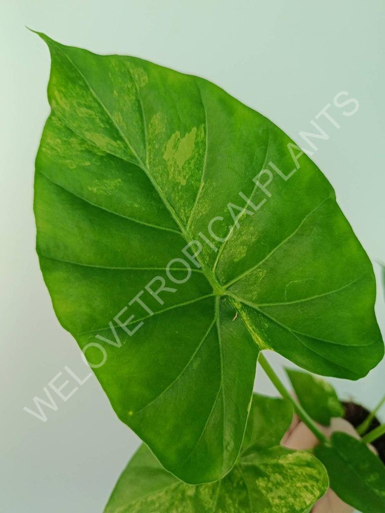 Alocasia odora gageana variegata aurea