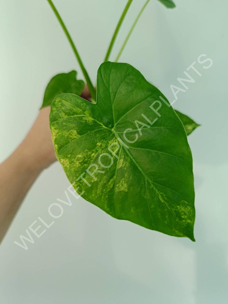 Alocasia odora gageana variegata aurea