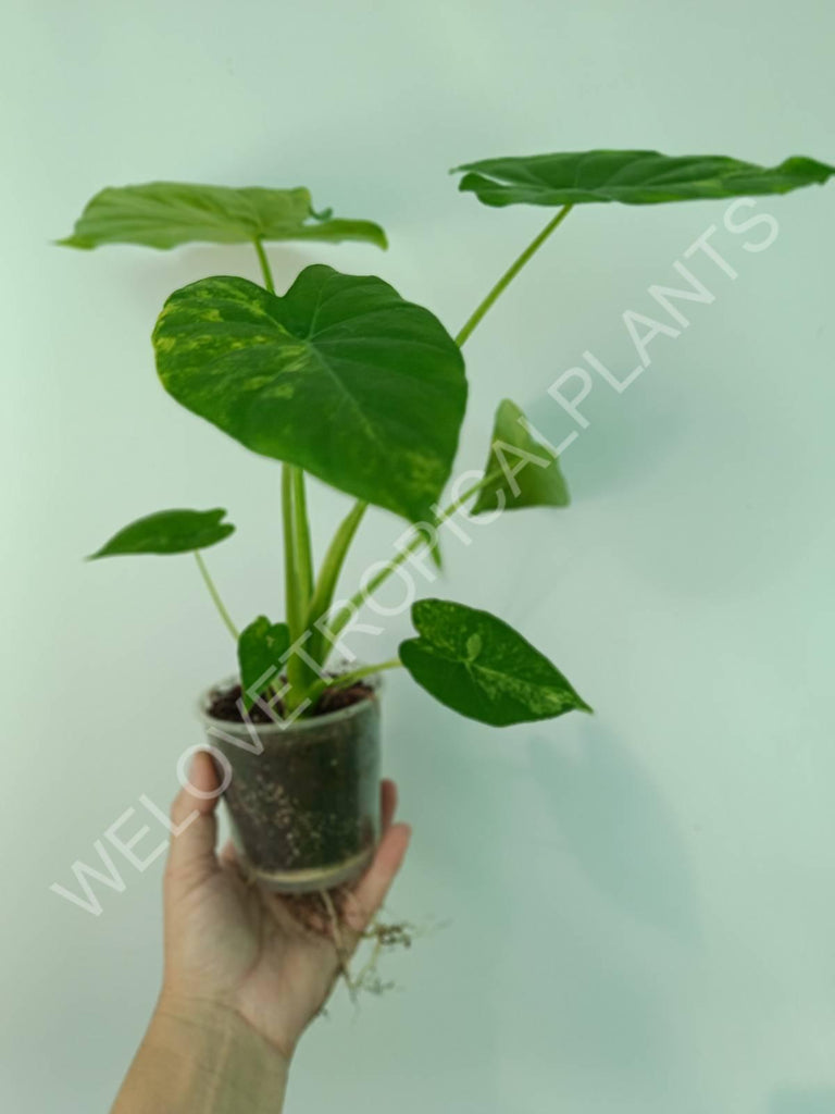 Alocasia odora gageana variegata aurea