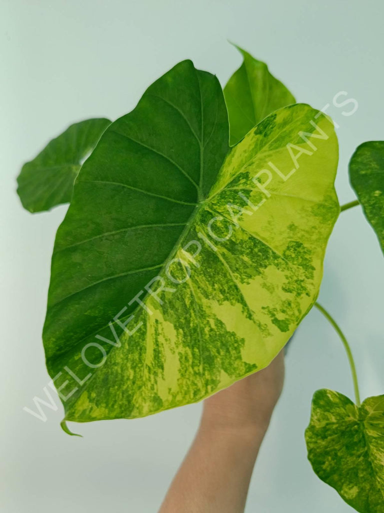 Alocasia odora gageana variegata aurea