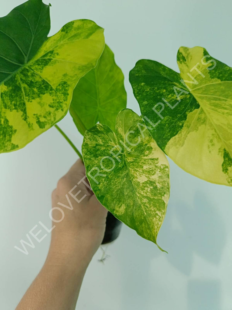 Alocasia odora gageana variegata aurea