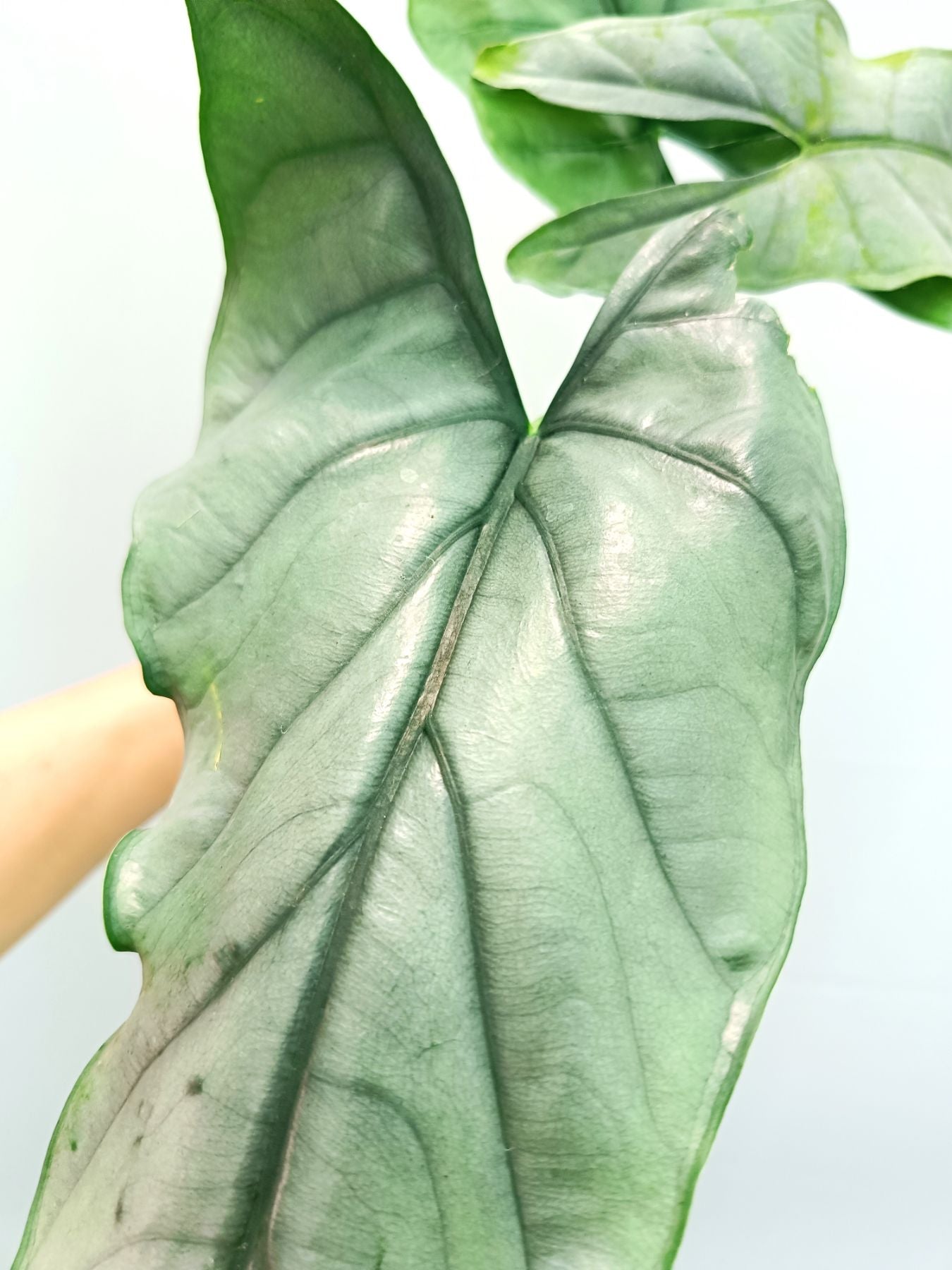 Alocasia Heterophylla Silver