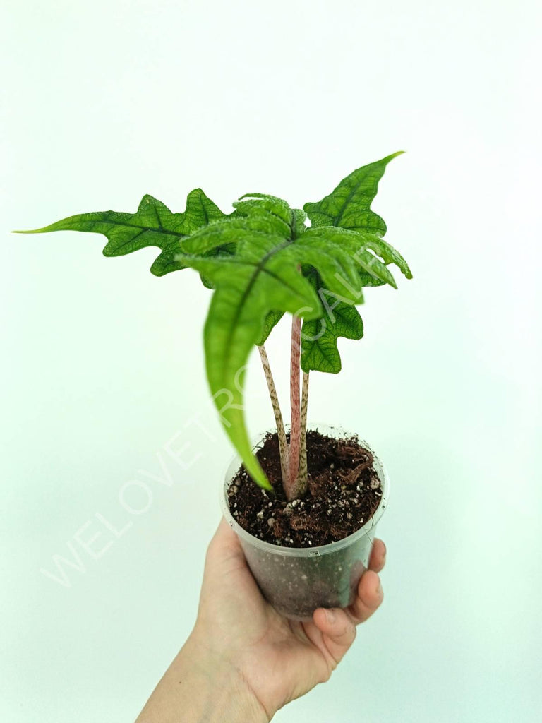 Alocasia jacklin