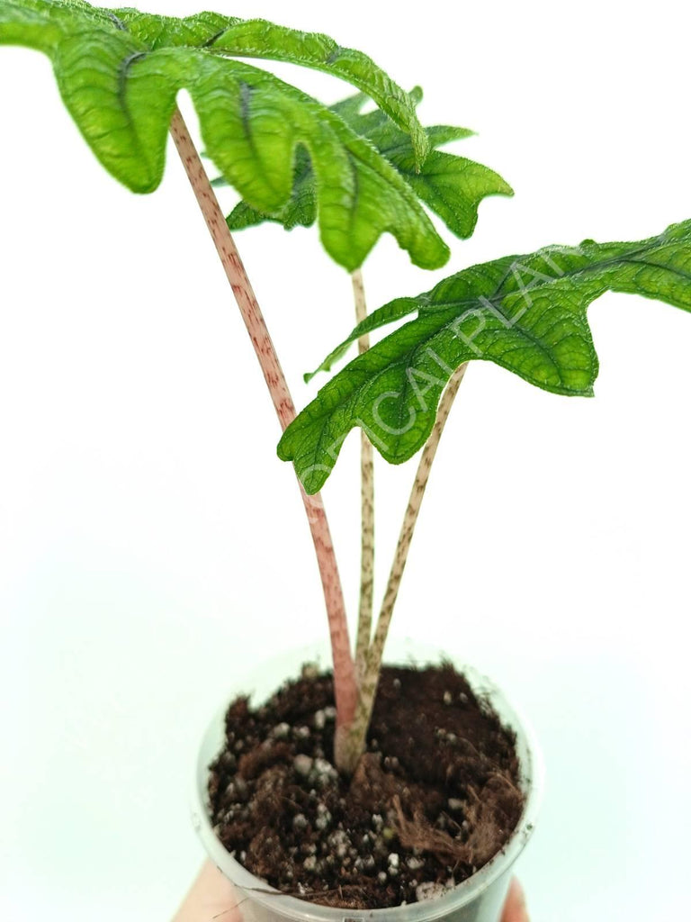 Alocasia jacklin