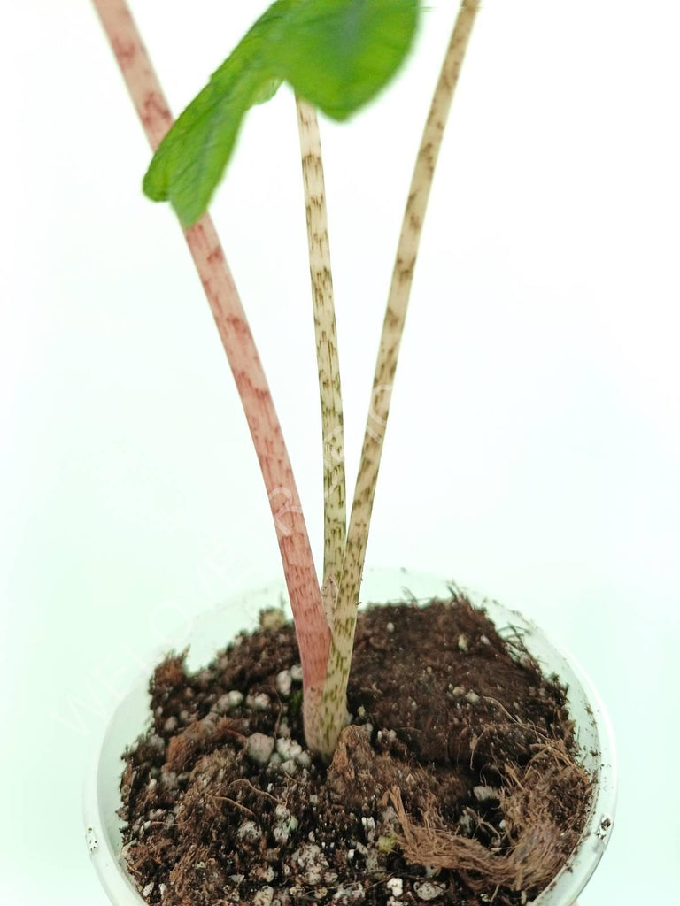 Alocasia jacklin