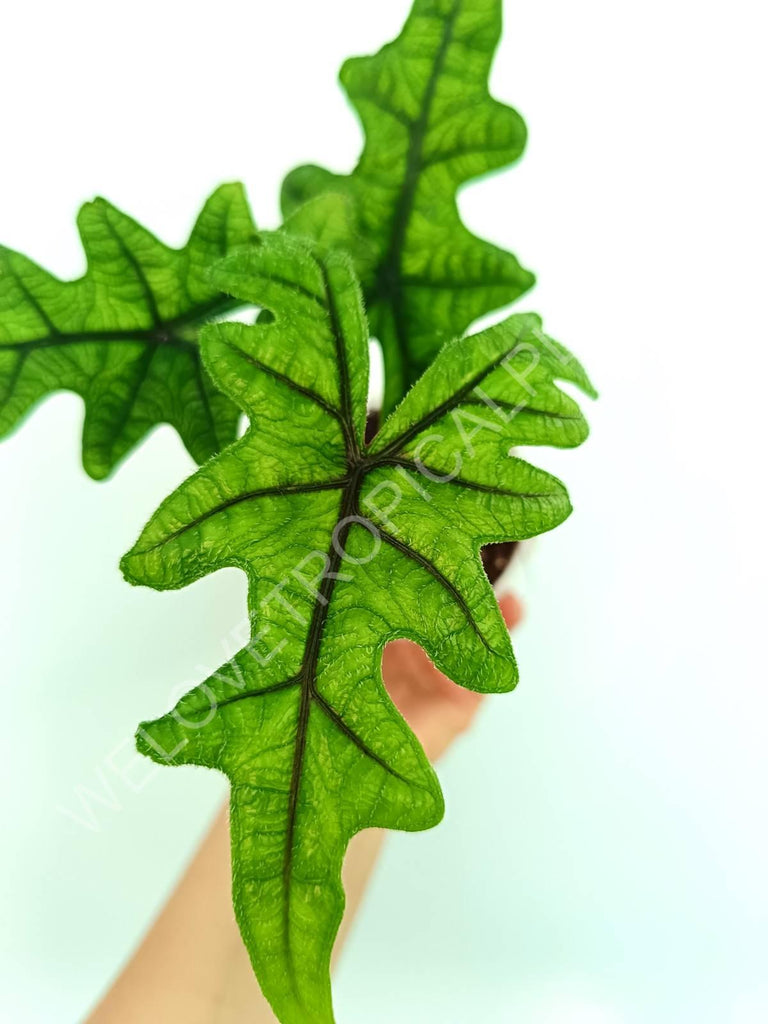 Alocasia jacklin