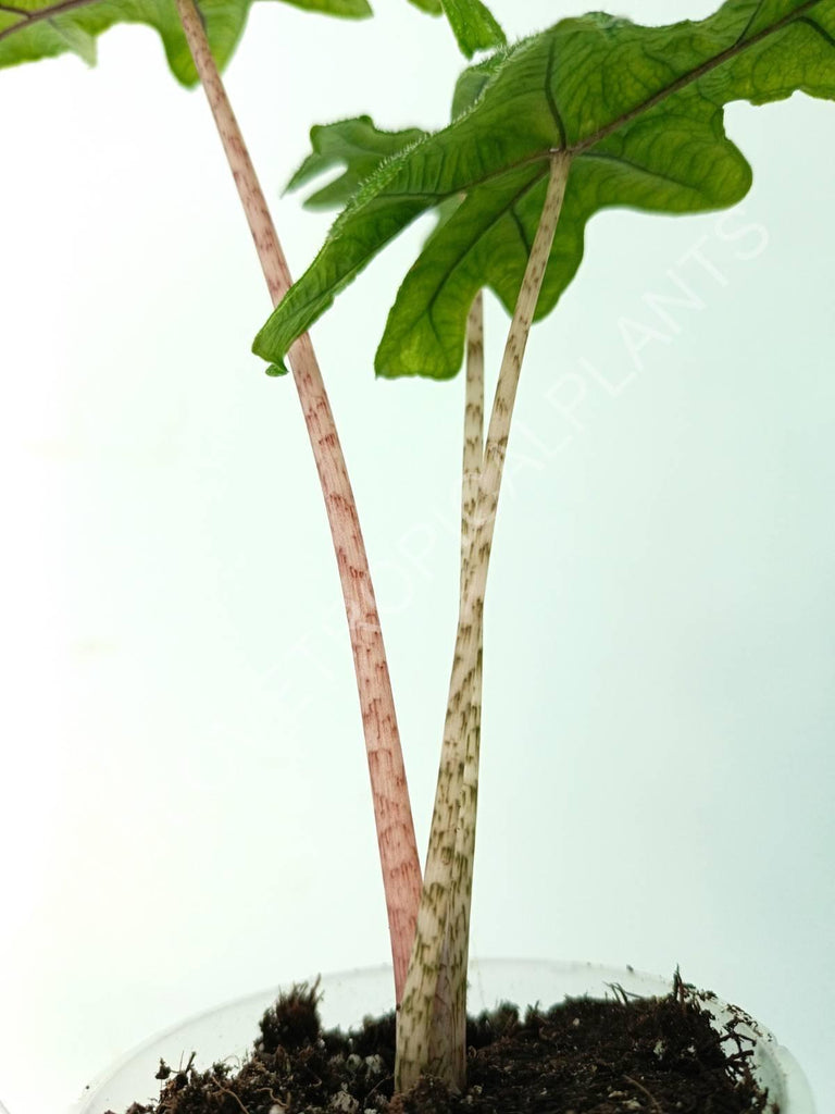 Alocasia jacklin