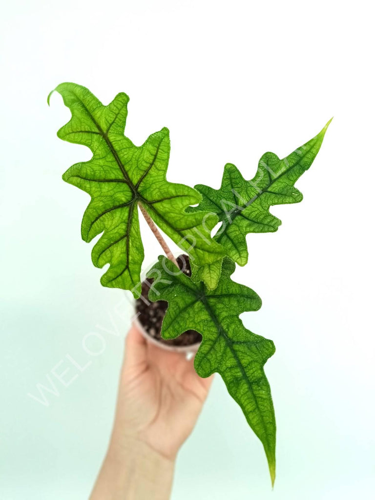 Alocasia jacklin