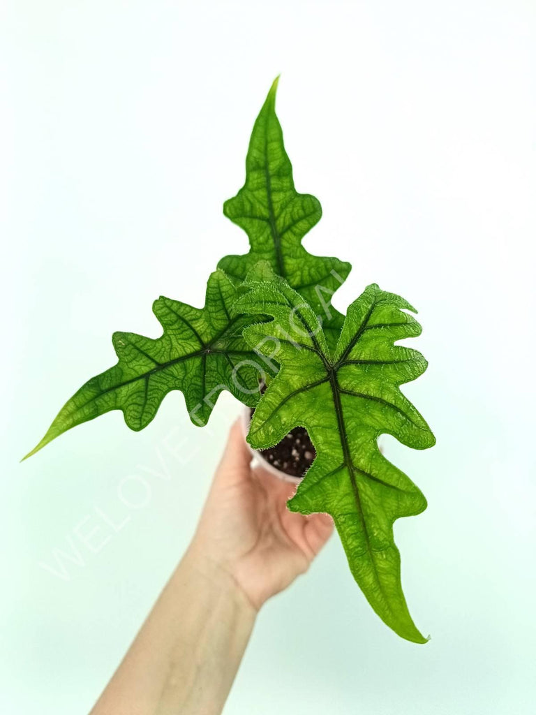 Alocasia jacklin