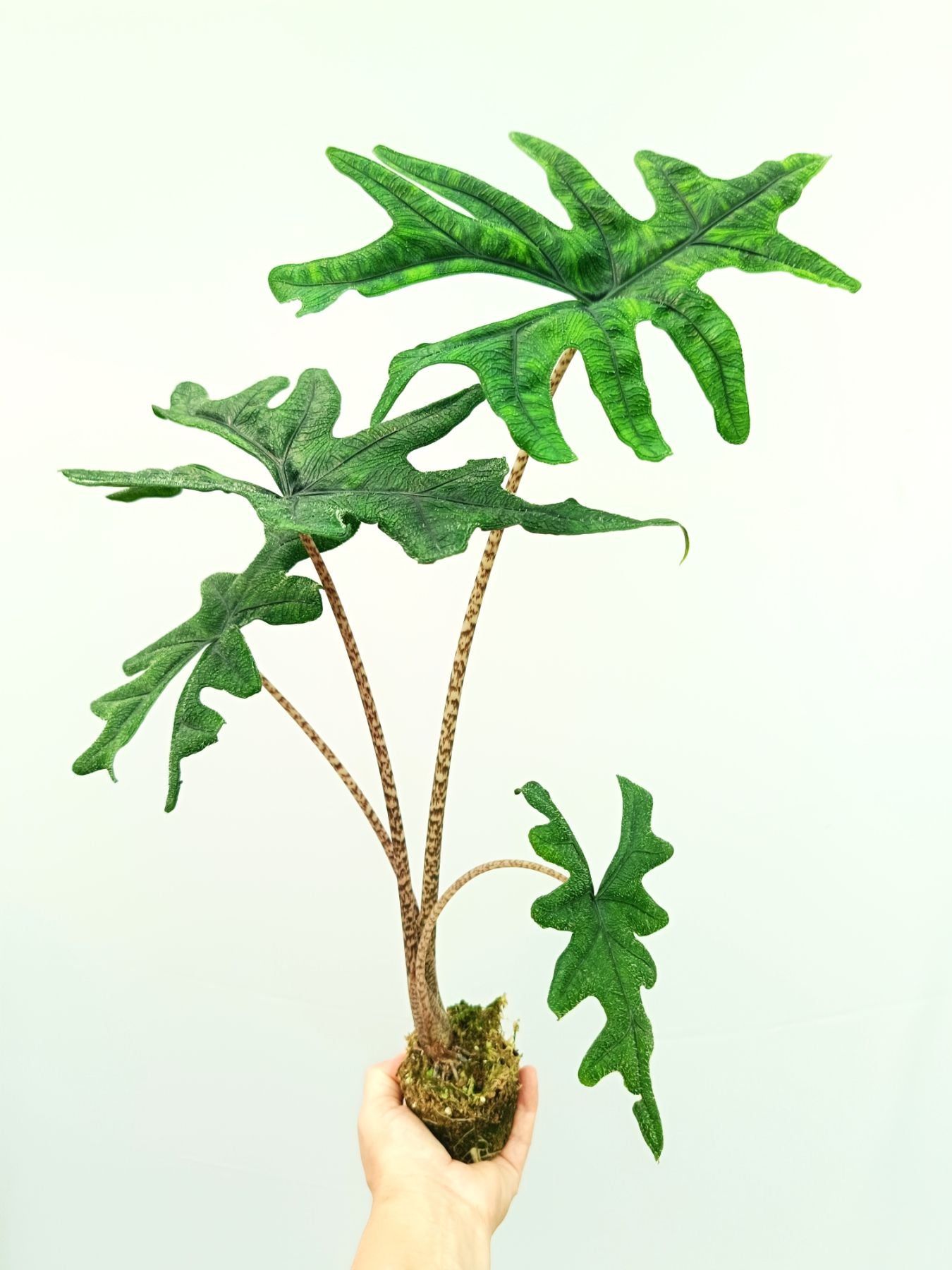 Alocasia Jacklin