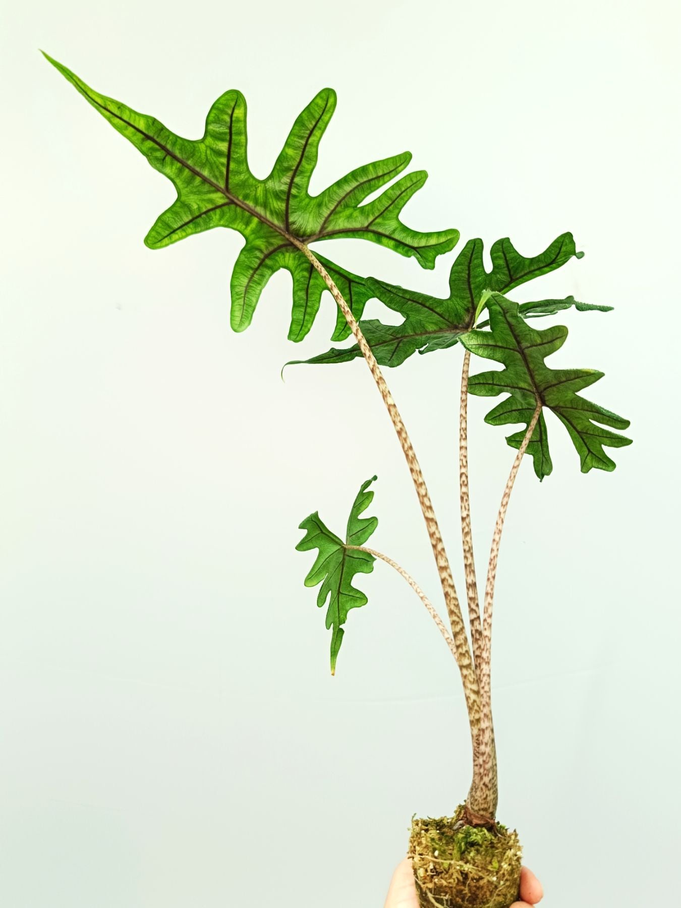 Alocasia Jacklin
