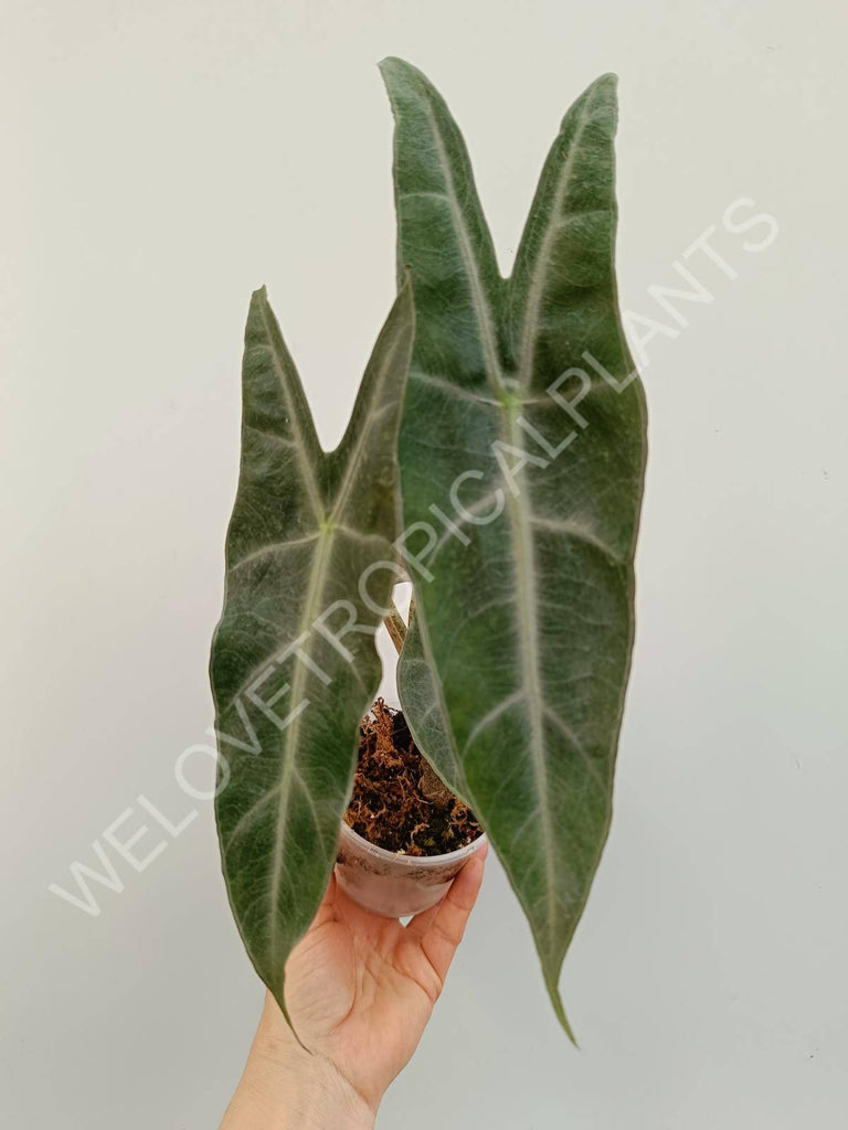 Alocasia longiloba Lowii Comples