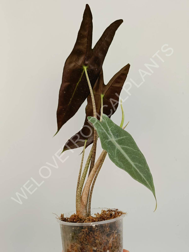 Alocasia longiloba Lowii Comples