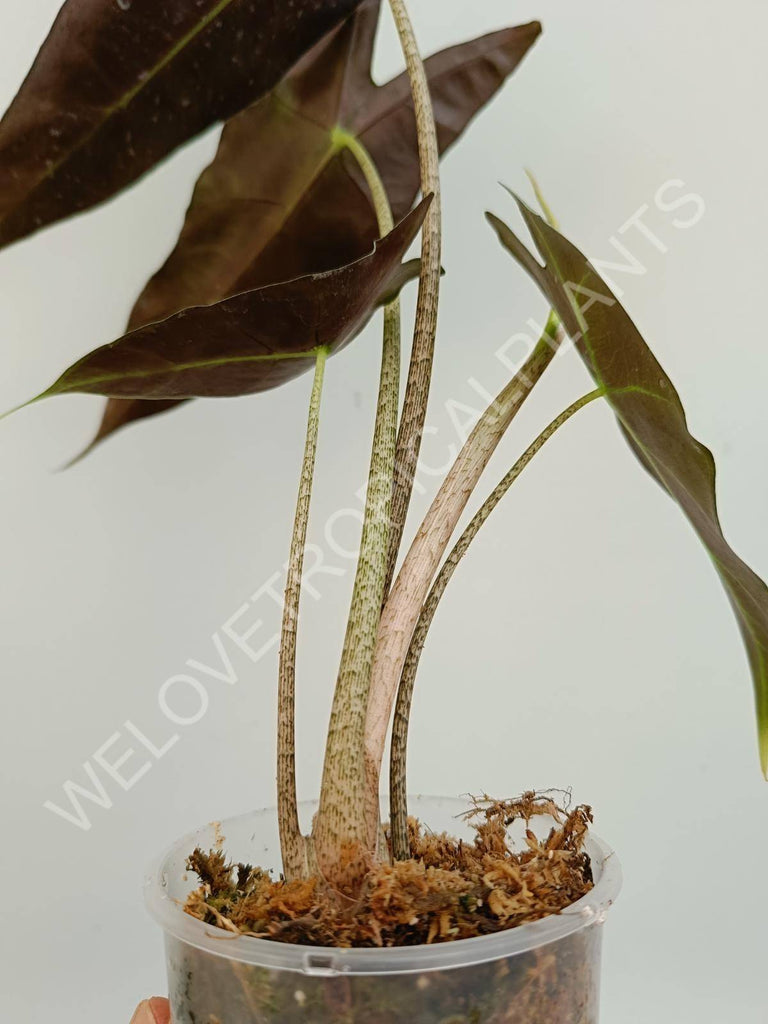 Alocasia longiloba Lowii Comples